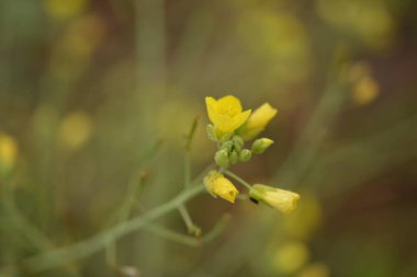 Ufacık sinek ya da çiçek sineği, Latin melanostoma skalası sarı roka, roket ya da roka çiçeğiyle beslenen erkek değil.