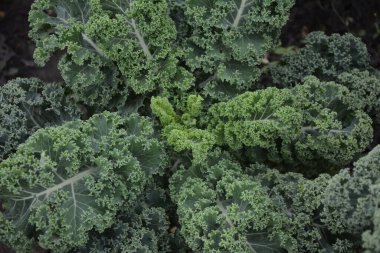 Doğal organik toprakta kıvırcık lahana. Lahana soğuğa dayanıklı ve var olan en sağlıklı sebzelerden biridir..