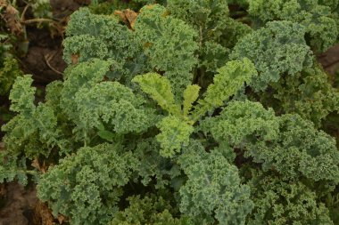 Doğal organik toprakta kıvırcık lahana. Lahana soğuğa dayanıklı ve var olan en sağlıklı sebzelerden biridir..