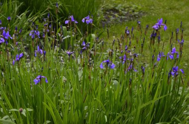 Süsen çiçekleri harika bahçe bitkileridir. Iris kelimesi gökkuşağı anlamına gelir. Süsen çiçekleri farklı renklerde gelir..