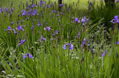 Süsen çiçekleri harika bahçe bitkileridir. Iris kelimesi gökkuşağı anlamına gelir. Süsen çiçekleri farklı renklerde gelir..