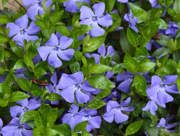 Фіолетові Квіти Крокової Рослини Вінка Герба — стокове фото