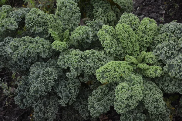 Curly Kale Natural Organic Soil Kale Winter Vegetable Capable Withstanding — Stock Photo, Image