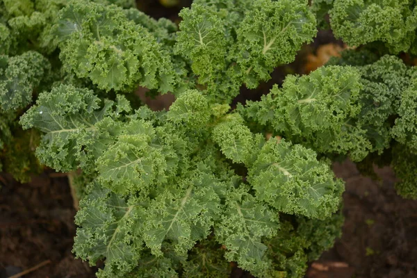 Chou Frisé Sur Sol Organique Naturel Chou Frisé Est Légume — Photo