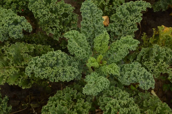 Curly Kale Natural Organic Soil Kale Winter Vegetable Capable Withstanding — Stock Photo, Image