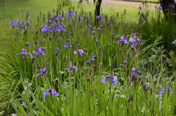 Irises Wonderful Garden Plants Word Iris Means Rainbow Irises Come — Stock Photo, Image