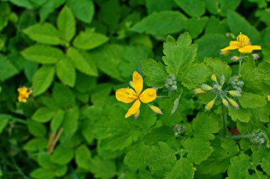 Sarı Chelidonium çiçekleri, genellikle daha büyük celandin ya da tetterwort olarak bilinir, ormanın kenarında.