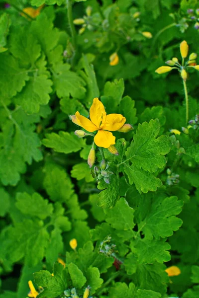 Fleurs Jaunes Chelidonium Communément Appelées Grande Chélandine Tetterwort Lisière Forêt — Photo