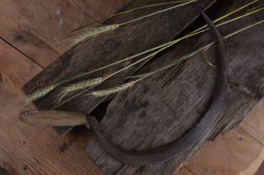 Ekmek, buğday kulakları ve ahşap bir tahtanın üzerinde eski bir orak. Bir avuç biçilmiş buğday kulağı ve el yapımı Orakçı kancası sapığı.
