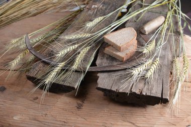 Ekmek, buğday kulakları ve ahşap bir tahtanın üzerinde eski bir orak. Bir avuç biçilmiş buğday kulağı ve el yapımı Orakçı kancası sapığı.