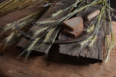 Ekmek, buğday kulakları ve ahşap bir tahtanın üzerinde eski bir orak. Bir avuç biçilmiş buğday kulağı ve el yapımı Orakçı kancası sapığı.