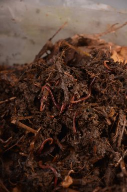 Toprak solucanları (Eisenia foetida) Tennessee Wiggler for Balıkçılık veya Gübre
