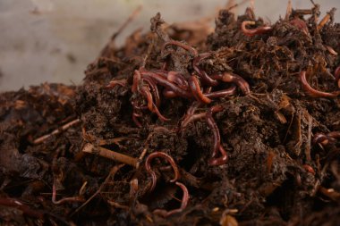 Earthworms (Eisenia foetida) called Tennessee Wiggler for Fishing or Compost clipart