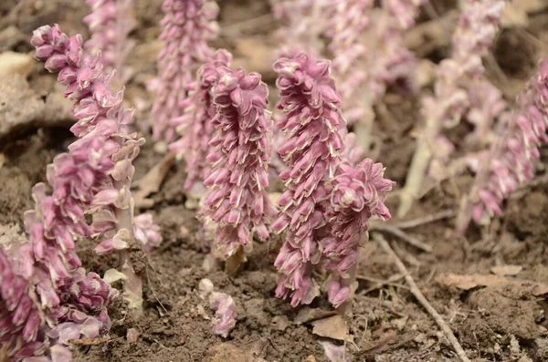 Planta Lathraea Squamaria Parasita Floresta Europa Flores Cor Rosa Larvas — Fotografia de Stock