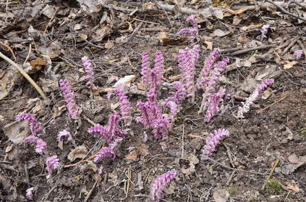 Planta Lathraea Squamaria Parasita Floresta Europa Flores Cor Rosa Larvas — Fotografia de Stock