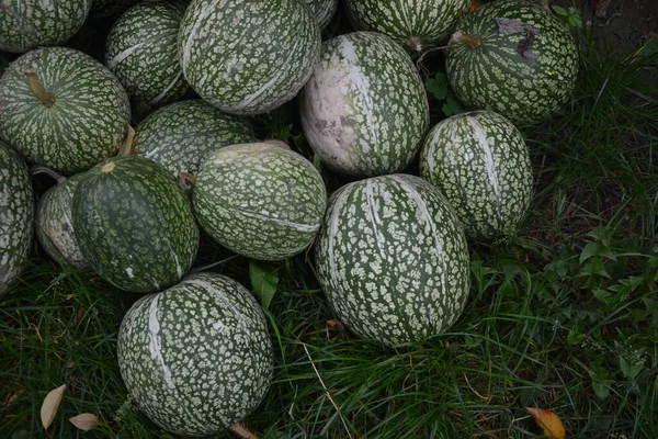 Les Fruits Verts Cucurbita Ficifolia Trouvent Sur Herbe Dans Jardin — Photo