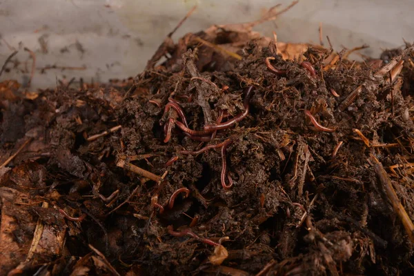 Földigiliszták Eisenia Foetida Úgynevezett Tennessee Wiggler Fisheries Compost — Stock Fotó