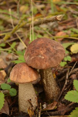 Kavak ormanında yetişen yabani bolete mantarı Leccinum duriusculum. Yenilebilir mantar, doğal durumda..