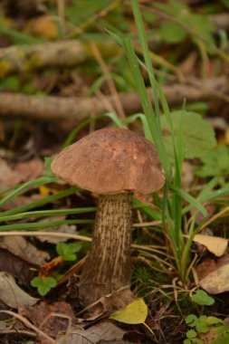 Kavak ormanında yetişen yabani bolete mantarı Leccinum duriusculum. Yenilebilir mantar, doğal durumda..
