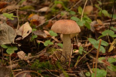 Kavak ormanında yetişen yabani bolete mantarı Leccinum duriusculum. Yenilebilir mantar, doğal durumda..