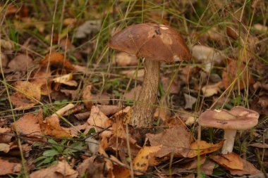 Kavak ormanında yetişen yabani bolete mantarı Leccinum duriusculum. Yenilebilir mantar, doğal durumda..