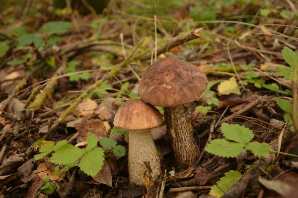 Vild Bolete Svamp Leccinum Duriusculum Växer Poppelskogen Ätlig Svamp Naturligt — Stockfoto