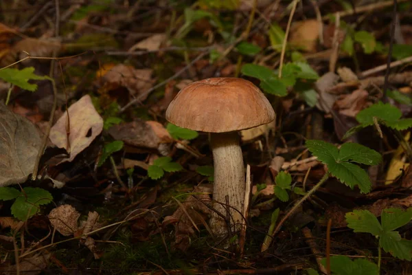 Fungo Bolete Selvatico Leccinum Duriusculum Che Cresce Nella Foresta Pioppi — Foto Stock
