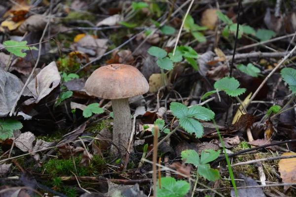 生长在杨树林中的野生蘑菇杜鹃 食用蘑菇 自然状态 — 图库照片