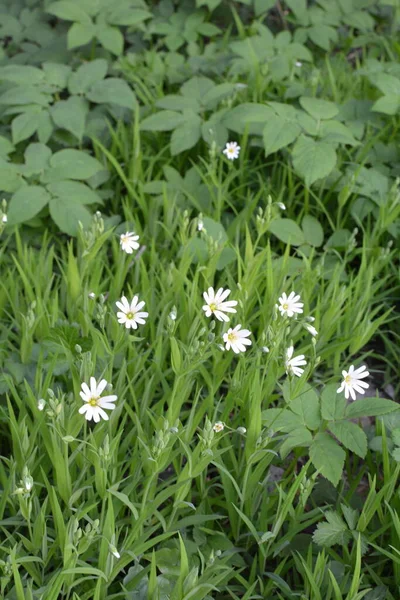 Tavaszi Virágok Stellaria Holoszoba Fehér Közelkép Stellaria Holostea Addersmeat Vagy — Stock Fotó