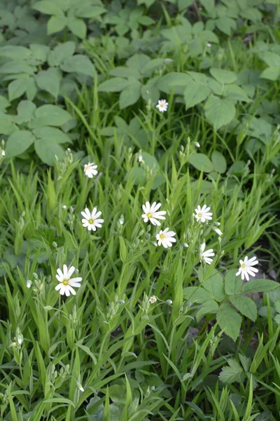 Flori Primăvară Stellaria Holostea Alb Closeup Stellaria Holostea Adderscarnea Sau — Fotografie, imagine de stoc