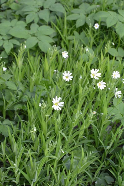 Tavaszi Virágok Stellaria Holoszoba Fehér Közelkép Stellaria Holostea Addersmeat Vagy — Stock Fotó