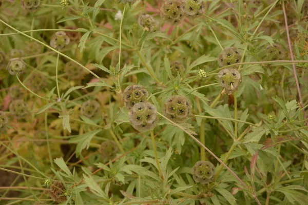Scabiosa Stellata Eine Blütenpflanze Aus Der Familie Der Geißblatt Arten — Stockfoto