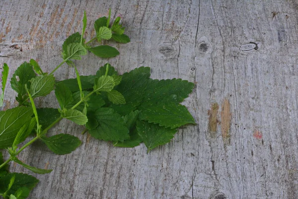 Örtväxter Mojito Mint Lemon Balm Melissa Officinalis Med Gröna Blad — Stockfoto