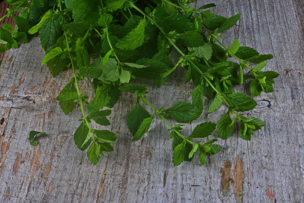 Plantas Hierbas Mojito Menta Bálsamo Limón Melissa Officinalis Con Hojas — Foto de Stock