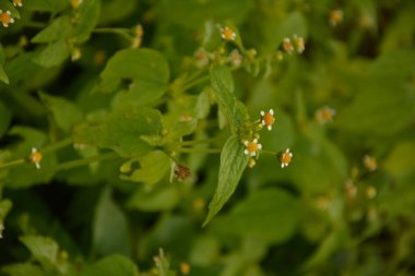 Galinsoga Parviflora - yazlık evlerinde popüler ot. Guasca, mielcilla, galinsoga, yiğit asker, yiğit ot ya da patates otunun çiçekleri. Odaklan..