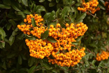 Ateş Dikeni olarak da bilinen Rosaceae ailesinden Pyracantha coccinea.