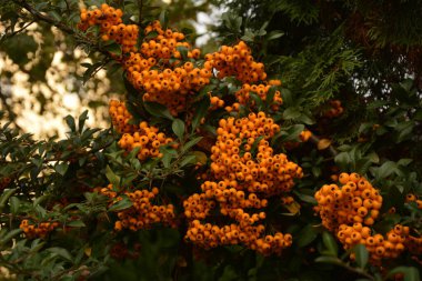 Ateş Dikeni olarak da bilinen Rosaceae ailesinden Pyracantha coccinea.