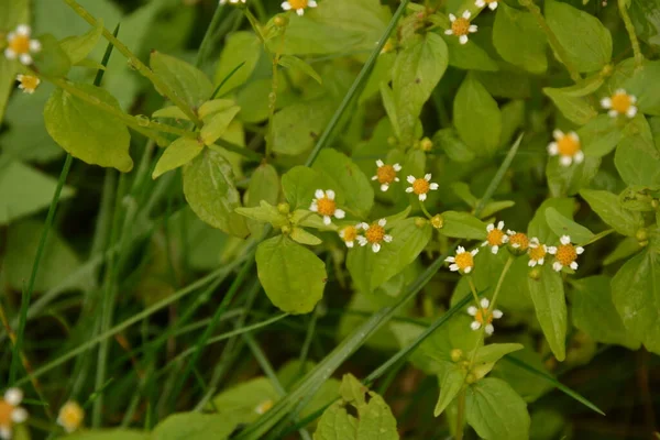 Galinsoga Parviflora Beliebtes Unkraut Ihrem Sommerhaus Kleine Blüten Von Guasca — Stockfoto