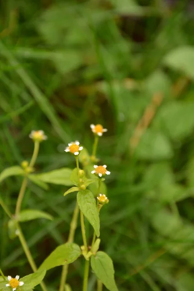 Galinsoga Parviflora Erva Daninha Popular Seu Cottage Small Verão Flores — Fotografia de Stock