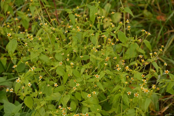 Galinsoga Parviflora Erva Daninha Popular Seu Cottage Small Verão Flores — Fotografia de Stock