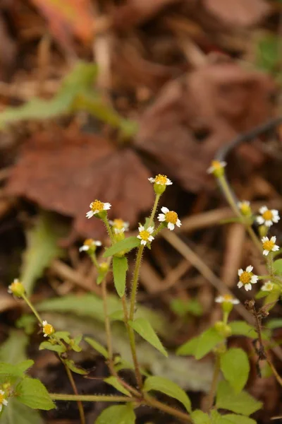 Galinsoga Parviflora 별장에서 Guasca Mielcilla Galinsoga 의작은 — 스톡 사진