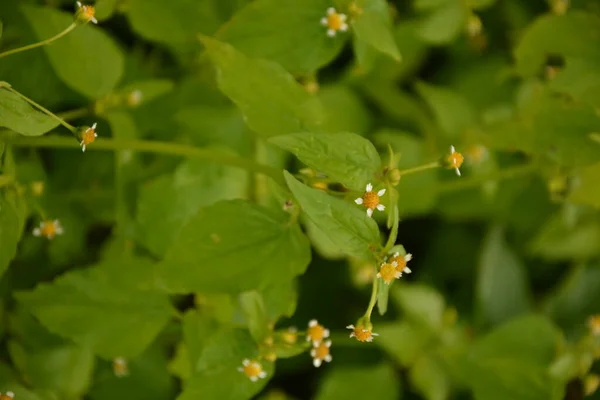 Galinsoga Parviflora Popular Weed Summer Cottage Small Flowers Guasca Mielcilla — Stock Photo, Image