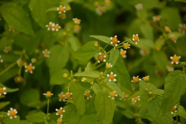 Galinsoga Parviflora Популярный Сорняк Летнем Коттедже Маленькие Цветы Гуаски Миелциллы — стоковое фото