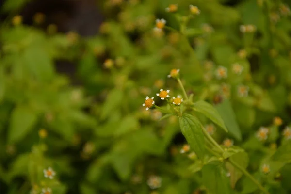 Galinsoga Parviflora Популярный Сорняк Летнем Коттедже Маленькие Цветы Гуаски Миелциллы — стоковое фото