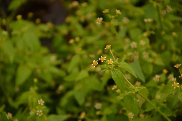 Galinsoga Parviflora Δημοφιλές Ζιζάνιο Στο Εξοχικό Τους Μικρά Λουλούδια Guasca — Φωτογραφία Αρχείου