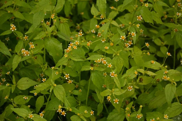 Galinsoga Parviflora Популярна Трава Літньому Коттаг Невеликі Квіти Гуаска Або — стокове фото