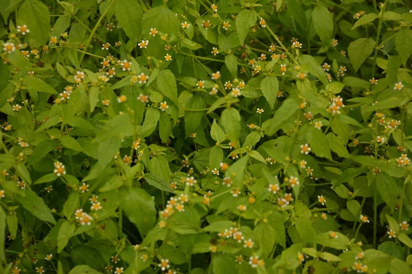 Galinsoga Parviflora Oblíbený Plevel Jejich Letní Chalupě Malé Květy Guasca — Stock fotografie