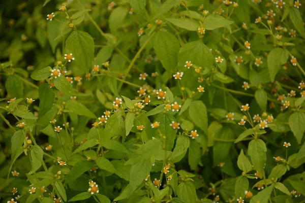 Galinsoga Parviflora Mauvaise Herbe Populaire Dans Leur Chalet Été Petites — Photo