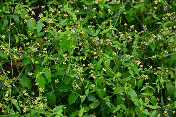 Galinsoga Parviflora Oblíbený Plevel Jejich Letní Chalupě Malé Květy Guasca — Stock fotografie