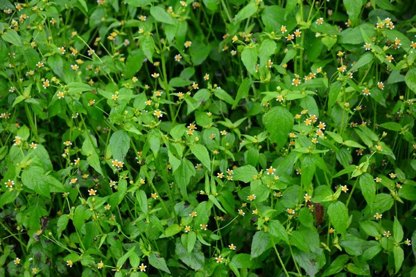 Galinsoga Parviflora Mauvaise Herbe Populaire Dans Leur Chalet Été Petites — Photo